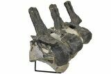 Sandstone Block With Three Articulated Diplodocus Vertebrae #113345-3